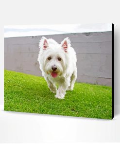 White Scottish Highland Terrier Dog Paint By Number