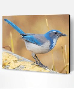 Blue Scrub Jay Paint By Number
