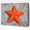 Aesthetic Sea Star Art Paint By Numbers