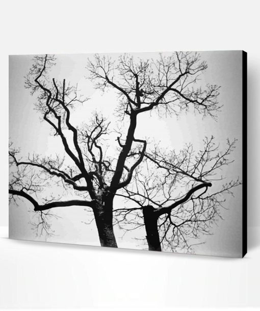 Black And White Trees Paint By Numbers