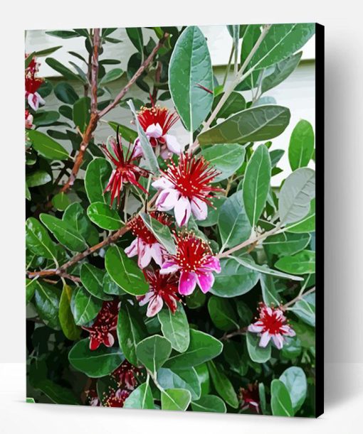 Feijoa Flowering Tree Paint By Numbers