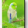 Parrotlet Bird Paint By Numbers