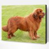 Newfoundland Dog paint by numbers