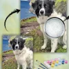 Painting By Numbers Custom​ Pets